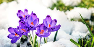 We did not find results for: 5 Flowers To Plant Now That Will Bloom In Winter Fleet Hartley Wintney Odiham Mccarthy Holden Estate Agents