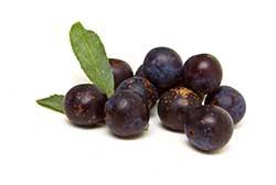 Image result for sloe