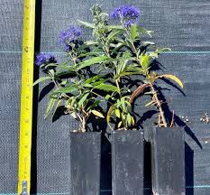 Image result for Caryopteris odorata