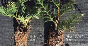 Image result for cuttings thujas