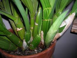 Image result for Eulophia petersii
