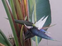 They can also be grown as indoor houseplants in cold areas. White Bird Of Paradise Calloway S Nursery