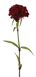 Delivered in every country in europe. 550 Floral Greens Board Ideas In 2021 Floral Flowers Wholesale Florist