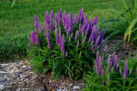 We're family owned and operated, and. Magic Show Purple Illusion Spike Speedwell Veronica Hybrid Proven Winners