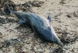 When the tide came in, these kids started swimming. Body Of Striped Dolphin Rarely Found In Uk Waters Found In Minnis Bay
