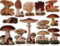 1 contoh soal psikotes termasuk psikotes gambar & tips menghadapinya. Mengidentifikasi Pengertian Struktur Ciri Ciri Dan Macam Macam Jenis Jamur Fungi Cendawan Dan Khamir Materiedukasi Com