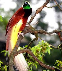 Bird Of Paradise Papua New Guinea Pin On Papua New Guinea