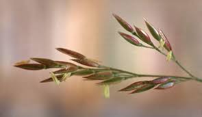Image result for Agrostis quinqueseta