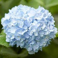How To Get More Hydrangea Flowers In Your Garden Hydrangea Not Blooming Reblooming Flowers Summer Hydrangeas