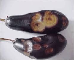 ब गन फसल क 9 प रम ख र ग और उनक न य त रण क व ध य Krishisewa