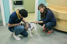 We did not find results for: Best Veterinary Clinic In Dubai Veterinary Center In Dubai
