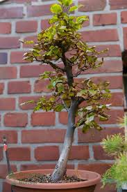 Bonsai trees require care and attention as other trees do. Why Do Bonsai Leaves Change Colour In Fall Bonsai Color Change Bonsai Making