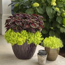 Proven winners flowers for sale. Proven Winners Two Types Of Plants Is All You Ll Need To Create Our Dreamland Container Recipe Pwwin Rs Dream Facebook