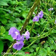 Image result for Stachytarpheta indica
