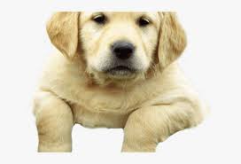 The cheapest offer starts at £300. Golden Retriever Clipart Chocolate Lab Puppy Labrador Retriever Png Image Transparent Png Free Download On Seekpng