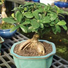 Image result for Ficus