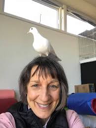 Dove lays its first egg, owner's excitement and comments