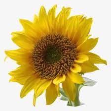 Transparent living room background clipart of sunflowers. Sunflower Clipart Png Images Free Transparent Sunflower Clipart Download Kindpng