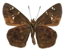 Image result for Dicliptera hensii