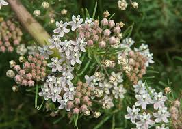 Image result for Asclepias