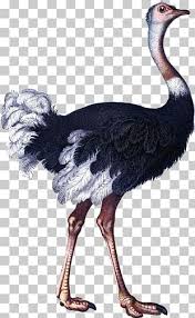 Download Creative Ostrich Png Images Creative Ostrich Clipart Free Download PSD Mockup Templates