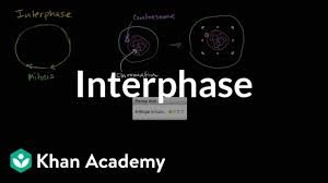 The third part of interphase is called second gap phase (g2). Interphase Definition Stages Cell Cycle With Diagram Video