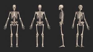 Maybe you would like to learn more about one of these? Artstation 3d Human Skeletal System Palkansh Khandelwal