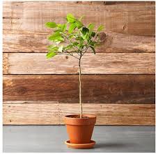 Indoor Lemon Tree I Ll Take Two Gardenista