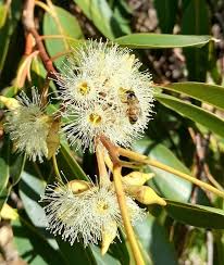 Image result for Eucalyptus