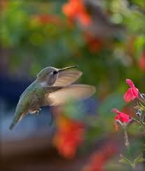 Backyard Birds Of Arizona Desert Pin By Mary On Animals Sonoran Desert Pet Birds Arizona Travel