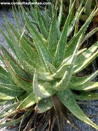 Image result for Aloe aculeata × ortholopha