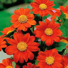 Warna merah kelopak bunga matahari red velvet memberi kesan yang berbeda tentang bunga matahari yang selama ini identic dengan warna kuning. Bunga Matahari Merah Bunga Matahari Meksiko 120 Biji Tithonia Rotundifolia Garden Seeds Market Bebas Biaya Kirim