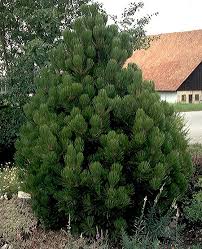 Image result for Pinus
