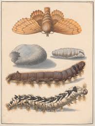 I hope it will help you. Maria Sibylla Merian S Caterpillar Book In The Flowering Of Ecology