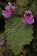 Image result for Achyrospermum carvalhoi