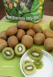 When it comes to growing kiwi fruit, you can train it onto a pergola, a fence or up a tree in warmer climates. How To Grow Kiwi From Store Bought Kiwi Fruit The Foodie Gardener