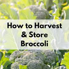 How do you care for an indoor rosemary plant? How To Harvest Rosemary Without Killing The Plant Together Time Family