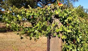 Image result for Momordica cardiospermoides