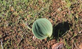 Image result for Eriospermaceae