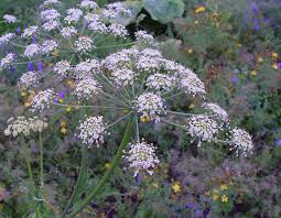 Image result for Heracleum