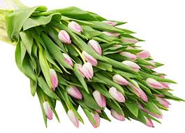 Holland beauty, a leading wholesale flower bulbs supplier company since 1975. Farm2door 50 Pink Tulips Fresh From Holland Farm Direct Wholesale Fresh Flowers Buy Online In Malta At Malta Desertcart Com Productid 69955319