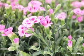 Dianthus Flowers How To Grow And Care Dianthus Plants Plantopedia The carnation flower is available in a huge assortment of colors, with each related to a different feeling including expressions of love, distinction and fascination. to grow and care dianthus plants