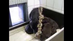 Kraus in breisach treffen sich auch immer wieder ehemalige schützlinge von uns. Lebensretterin Fee Tara Von Der Zauberschmiede Dohrens Hundewelt Labradorwelpen Colliewelpen Beratung Hundepension Hundezucht Hundefutter Und Zubehor