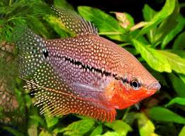 Cek saja daftarnya di sini! Cara Memelihara Ikan Sepat Hias Secara Lengkap Masyarakat Akuakultur Indonesia
