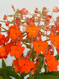 Image result for Habenaria indiana