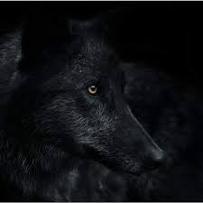 The Smiling Wolf Black Wolf Beautiful Wolves Wolf Dog