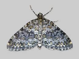 Image result for Entephria caesiata