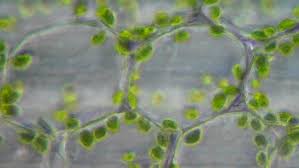 Chloroplast flowing inside the plant cell under 100x len. Chloroplasts In The Living Plant Cells Under Microscope Magnification 1000x