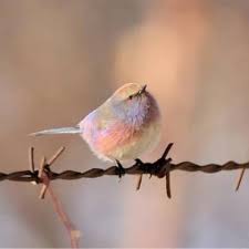 フジイロムシクイはパステルカラーが綺麗な鳥 netgeek ペットの鳥 美しい動物 美しい鳥