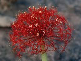 Image result for Boophone